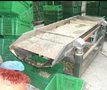 不銹鋼豆芽振動篩選機，黃豆芽等級篩分機振動篩